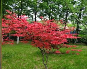 红枫树苗什么时候栽种（红枫树种植技术要点）