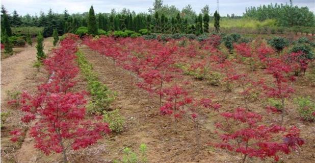 红枫树苗什么时候栽种（红枫树种植技术要点）