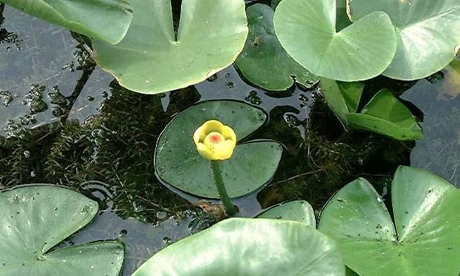 水生花卉如何分类（常见水生植物大全）