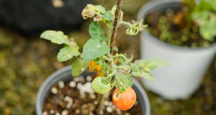 西红柿怎么种植和管理（家庭种植西红柿窍门）
