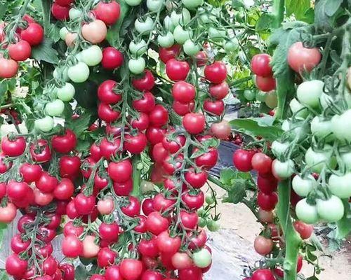 西红柿怎么种植和管理（家庭种植西红柿窍门）