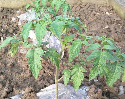 西红柿怎么种植和管理（家庭种植西红柿窍门）