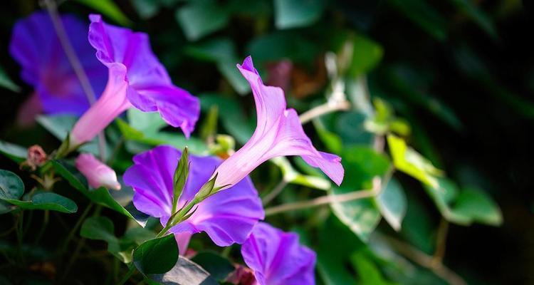 矮牵牛的花期是几月份（关于矮牵牛的开花时间）