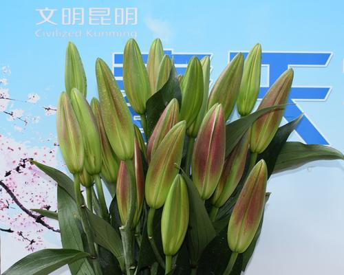 香水百合花期什么时候（有关香水百合的开花时间）