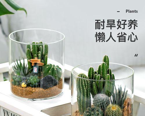 仙人球植物怎么养殖（仙人球的养殖方法和浇水）