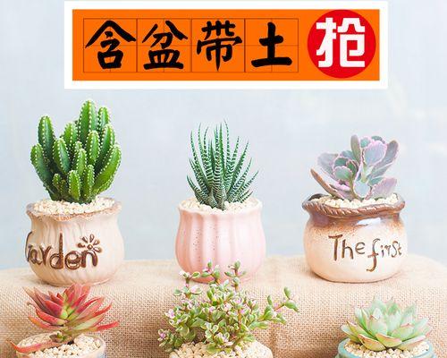 仙人球植物怎么养殖（仙人球的养殖方法和浇水）