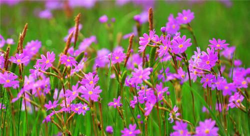 六月什么花开（分享六月代表性的花）