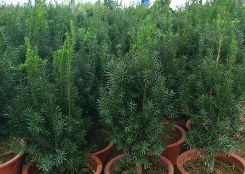 红豆杉怎么种植和养护（红豆杉种植方法和技巧）