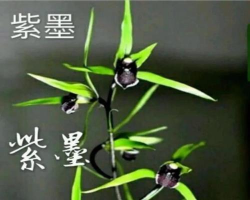 兰花一年四季都开花吗（盆栽兰花的养护知识）