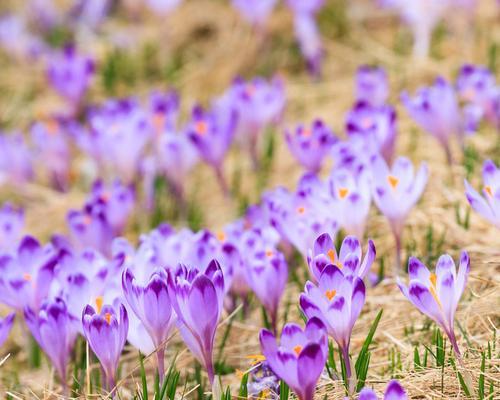 2月份什么花盛开（盘点四月份开的十种花）