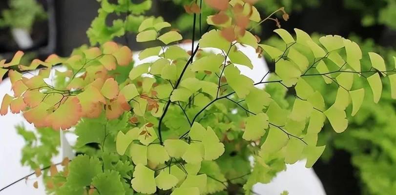 铁线蕨的养殖方法（打造绿意盎然的铁线蕨花园）