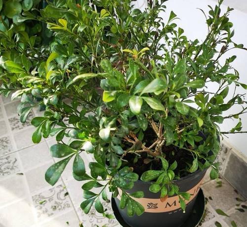 米兰花怎样养又粗又壮（米兰花的养殖方法和注意事项）