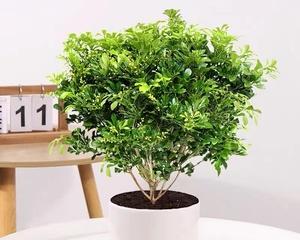米兰花怎样养又粗又壮（米兰花的养殖方法和注意事项）