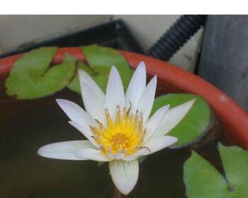 怎样培育水培植物睡莲（关于水培睡莲的养殖方法）