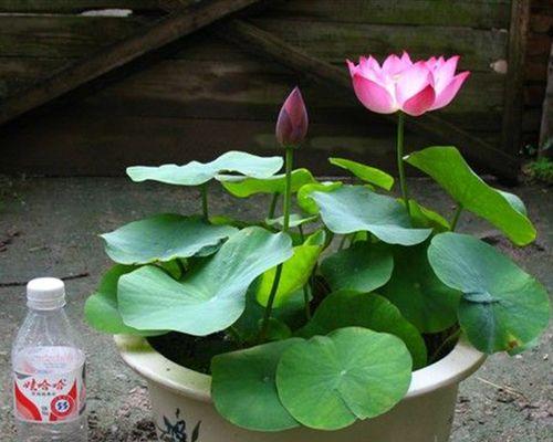 怎样培育水培植物睡莲（关于水培睡莲的养殖方法）