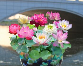 怎样培育水培植物睡莲（关于水培睡莲的养殖方法）