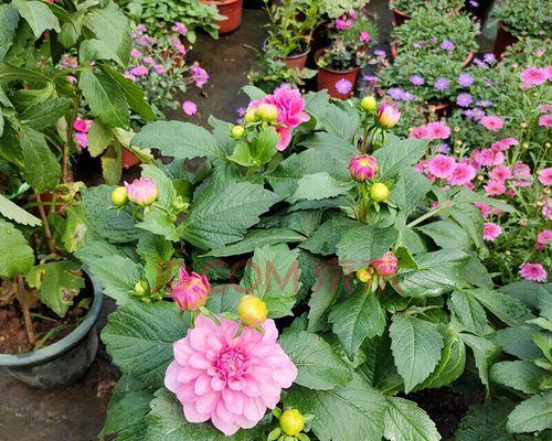 丁香花种植方法和时间（了解丁香的养护技巧）