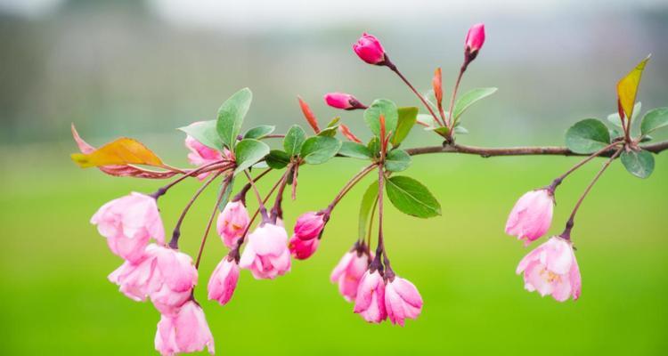 春天都有些什么花开了（春天常见的八种花）