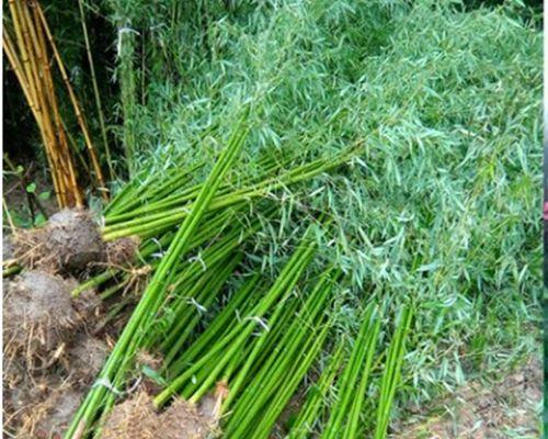 毛竹种植一般在几月（毛竹种植时间和方法）