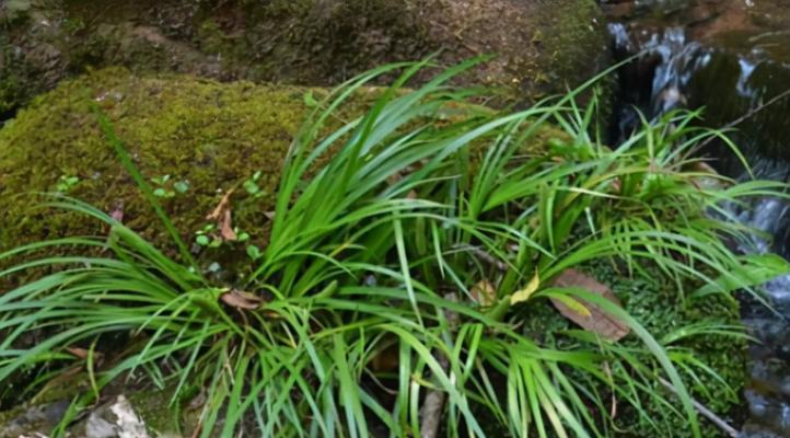 石菖蒲怎么种植（石菖蒲的种植方法及养护）