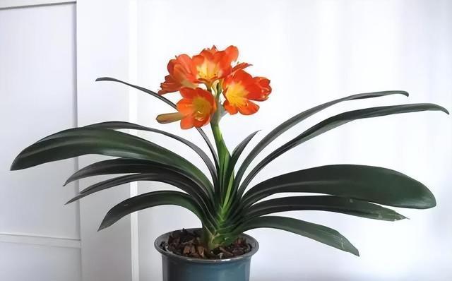 君子兰怎样养才能开花（教你正确养护君子兰）