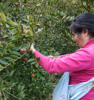 茶籽树怎么种植（茶籽树的种植方法和步骤）