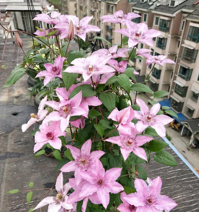 铁线莲什么季节栽种（铁线莲的种植方法和时间）