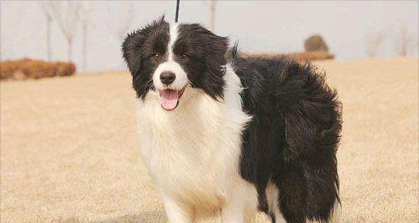 怎样训练边境牧羊犬（边境牧羊犬训练教程）