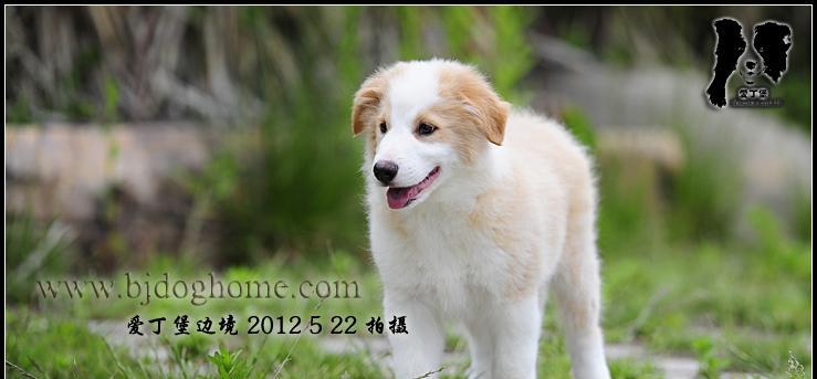 怎样训练边境牧羊犬（边境牧羊犬训练教程）