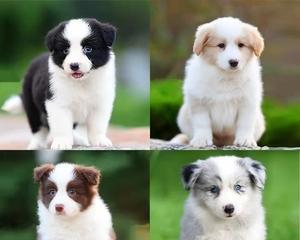 怎样训练边境牧羊犬（边境牧羊犬训练教程）