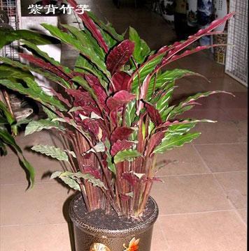 紫背竹芋怎么养（盆栽紫背竹芋养殖方法讲解）