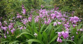 白兰花适合在什么地方种植（白兰花种植条件和方法）