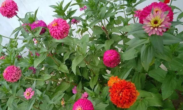 百日草种子怎么种（百日草种植方法讲解）
