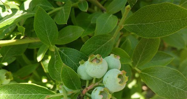 盆栽蓝莓怎么种植和养护（蓝莓种植方法和时间）