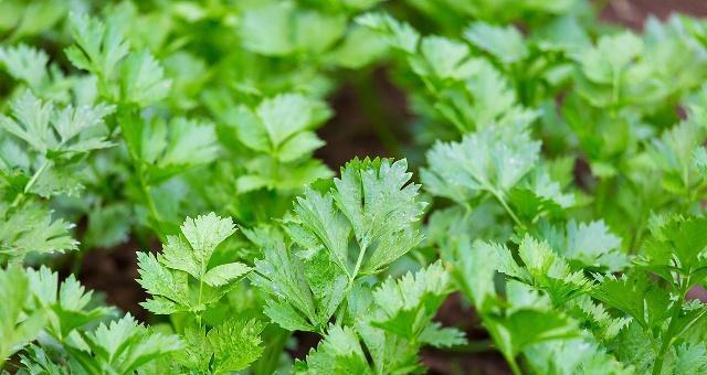 芹菜什么时间种植（芹菜的种植方法和时间）