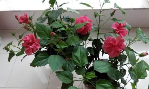 家庭花卉养护知识大全（家养盆栽养护要点）