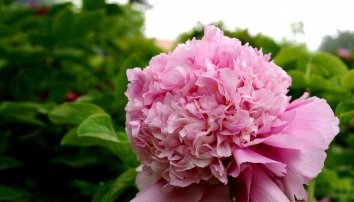 牡丹花是什么季节开的（牡丹花的种植方法与时间）