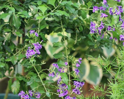 蕾丝金露花怎么养殖（蕾丝金露花的养殖方法和注意事项）