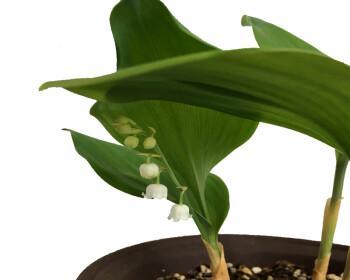 铃兰怎么种植（铃兰花的种植方法与技巧）