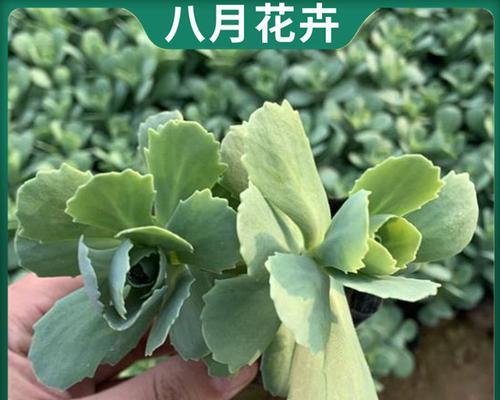 八宝景天怎么爆盆（八宝景天的养殖方法讲解）