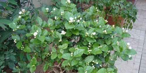 茉莉花冬天怎么养才能安全过冬（掌握正确的冬季养护方法）
