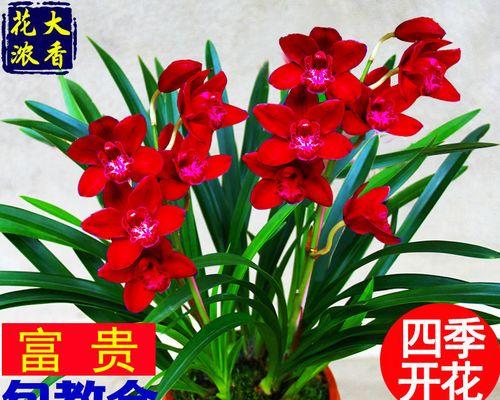 兰花怎么养殖才容易开花（种植兰花的注意事项）
