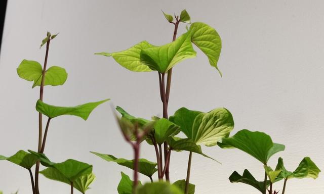 红薯什么时候育苗（红薯种薯的时间和方法）