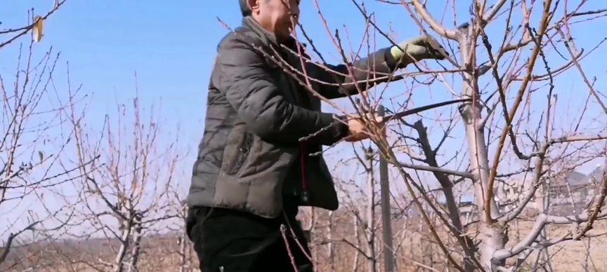 桃树冬季修剪方法（让你的桃树在冬天健康茁壮成长）