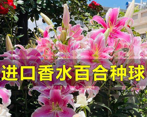 百合花如何种植（百合的种植方法及时间）