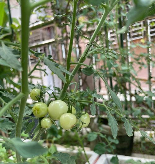小番茄啥时候种比较好（小番茄的种植方法和时间）