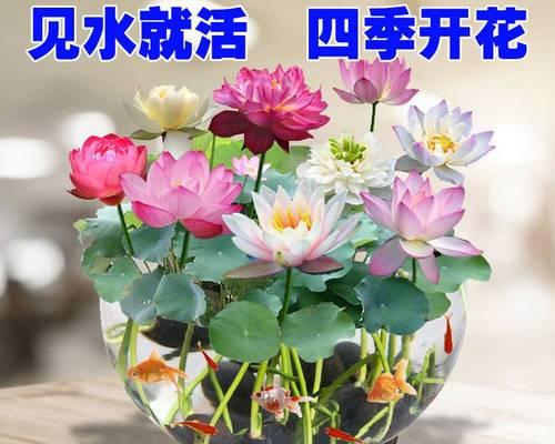 盆栽睡莲怎样养能开花（睡莲正确养护技巧）