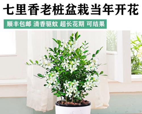 小叶九里香是什么植物（九里香的栽培与养护）