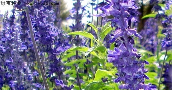 蓝花鼠尾草怎么养（鼠尾草的栽培与管理）