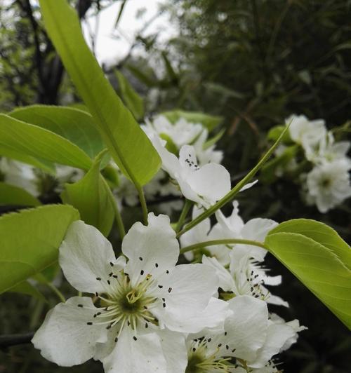 梨花几月份开花（有关梨花花期简介）